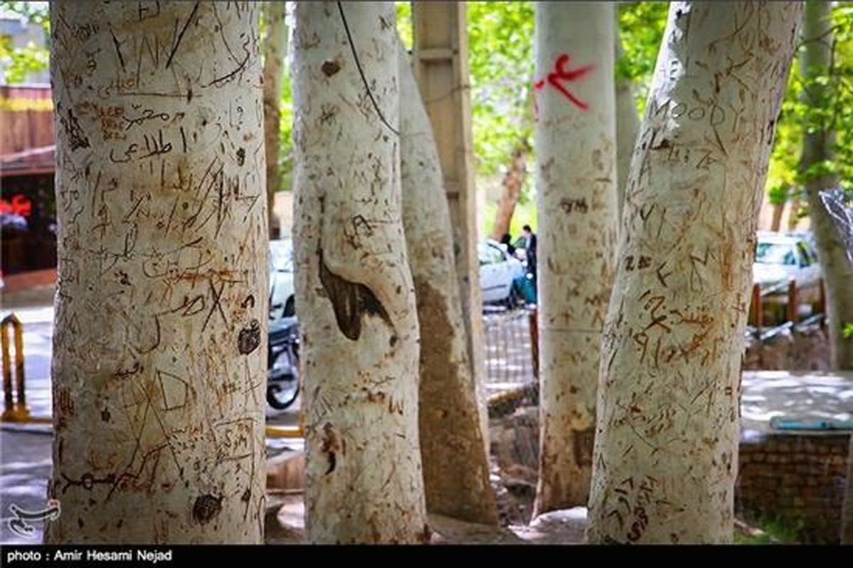 عکس/ عجیب ترین شیوه حمل درخت در ایران