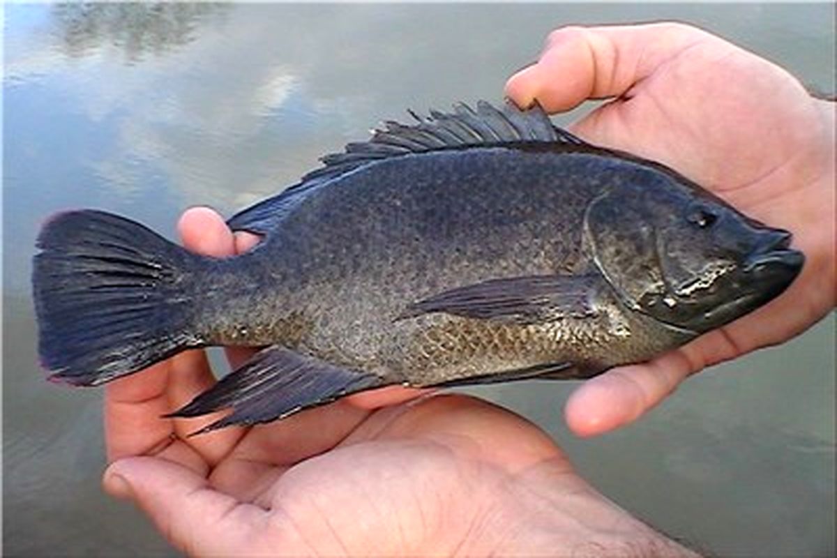 معرفی قانونی ماهی تیلاپیا به صنعت آبزی پروری کشور