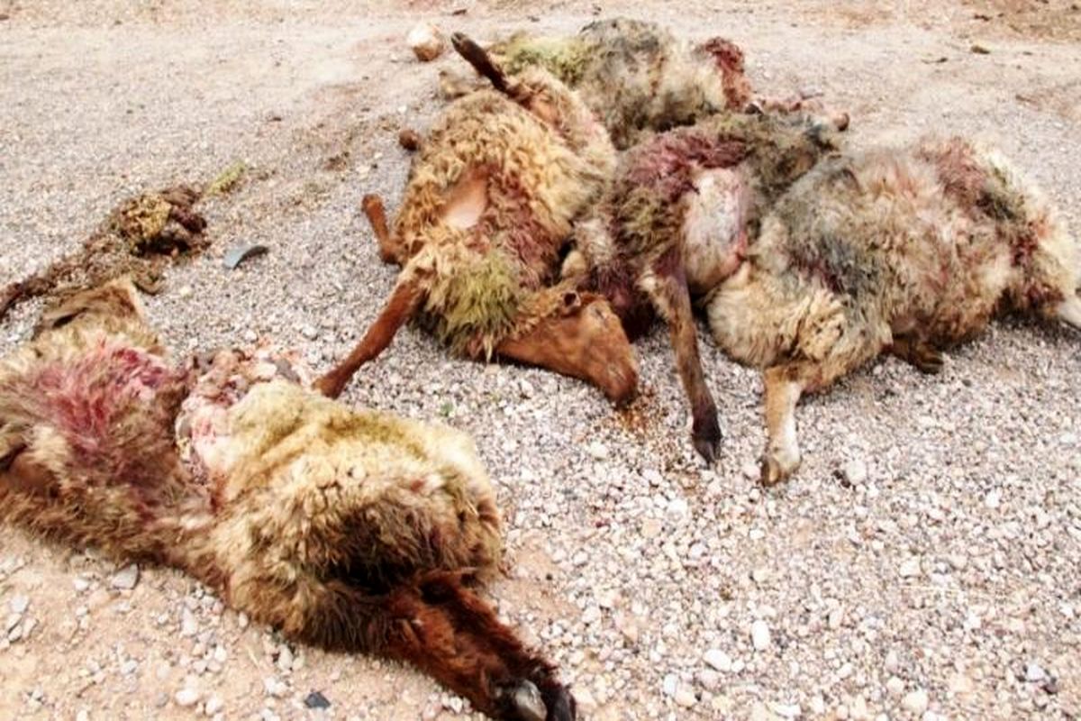 گرگ های گرسنه ۶۴ رأس گوسفند را دریدند