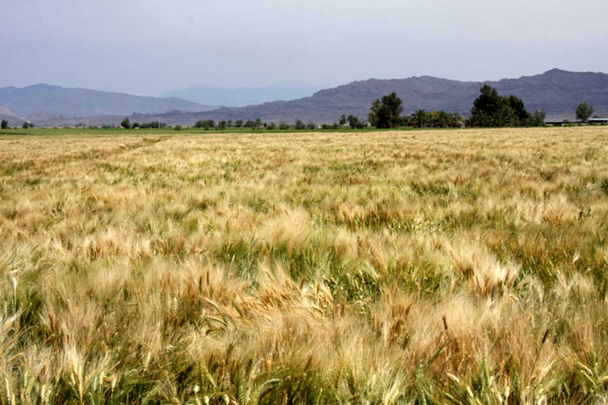 ۱۳هزارهکتار از اراضی کشاورزی استان زیر کشت گندم قرارگرفت