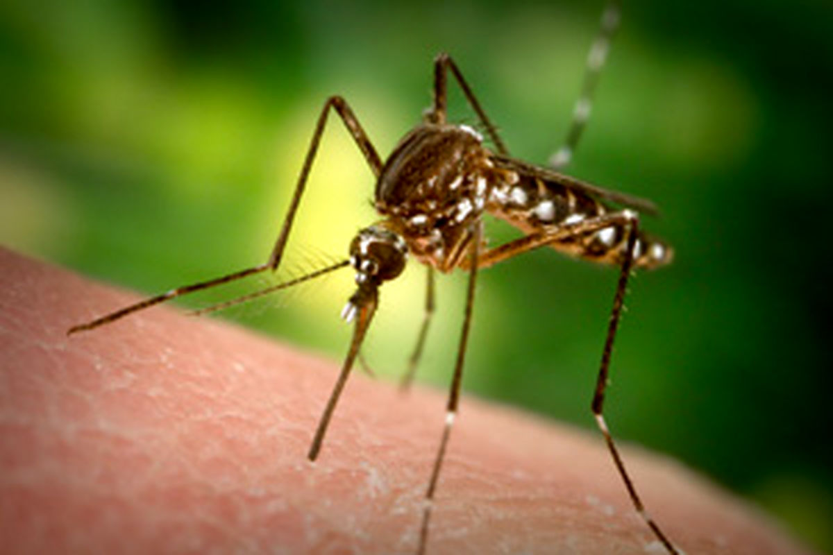 احتمال شیوع مجدد مالاریا در ایران