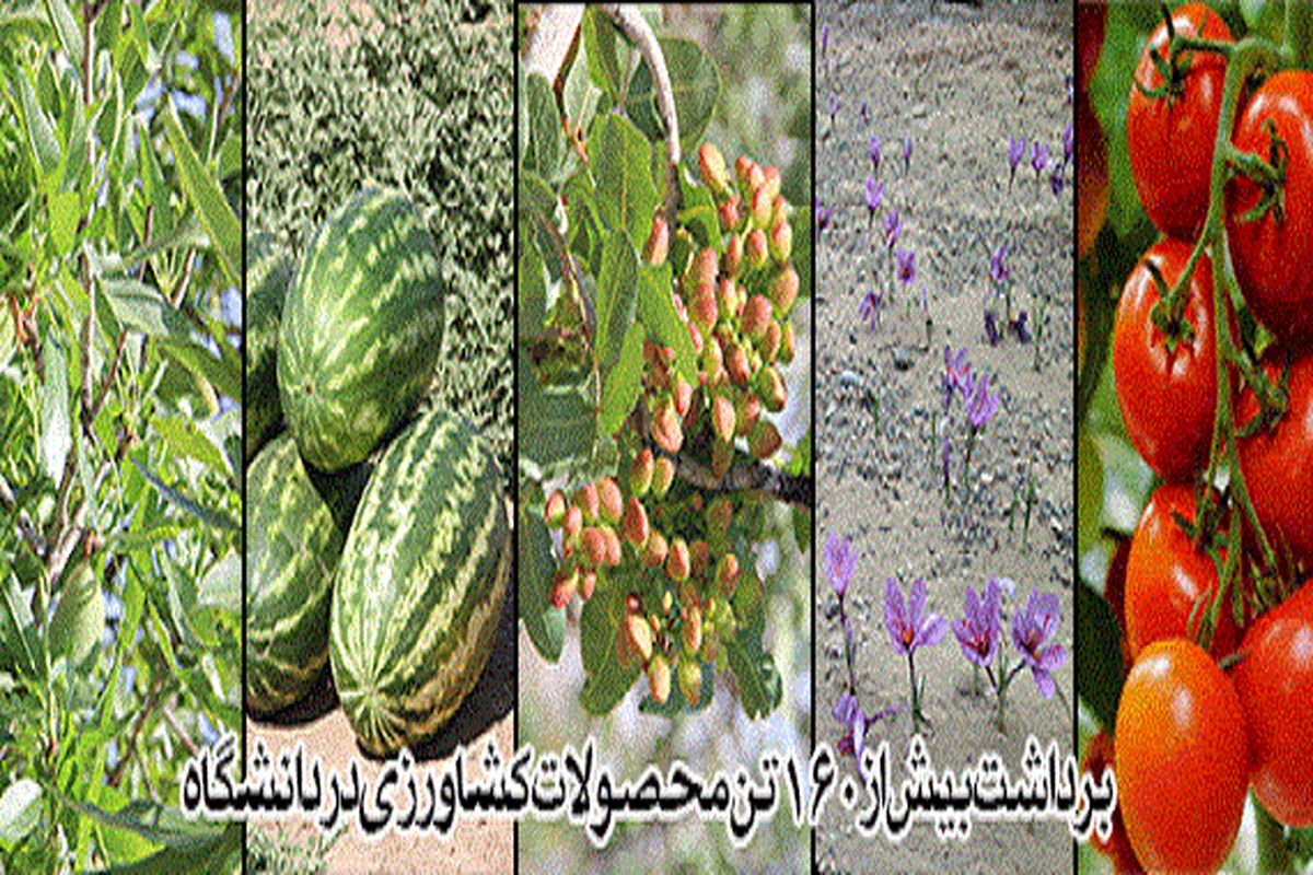 برداشت بیش از ۱۶۰تن محصولات کشاورزی در دانشگاه آزاد تاکستان