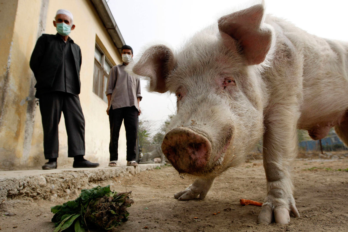 شیوع آنفولانزای خوکی در ایران