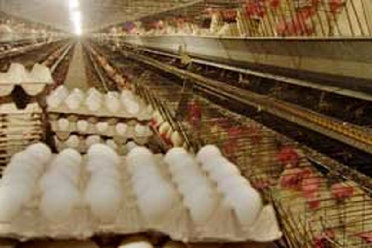 ۷۰ تن تخم مرغ غیرقابل مصرف معدوم شد