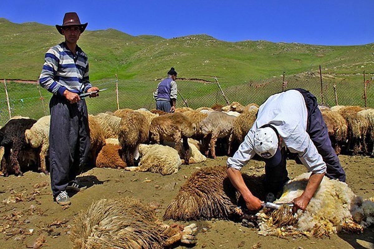 پشم چینی گوسفندان در شهرستان دره شهر