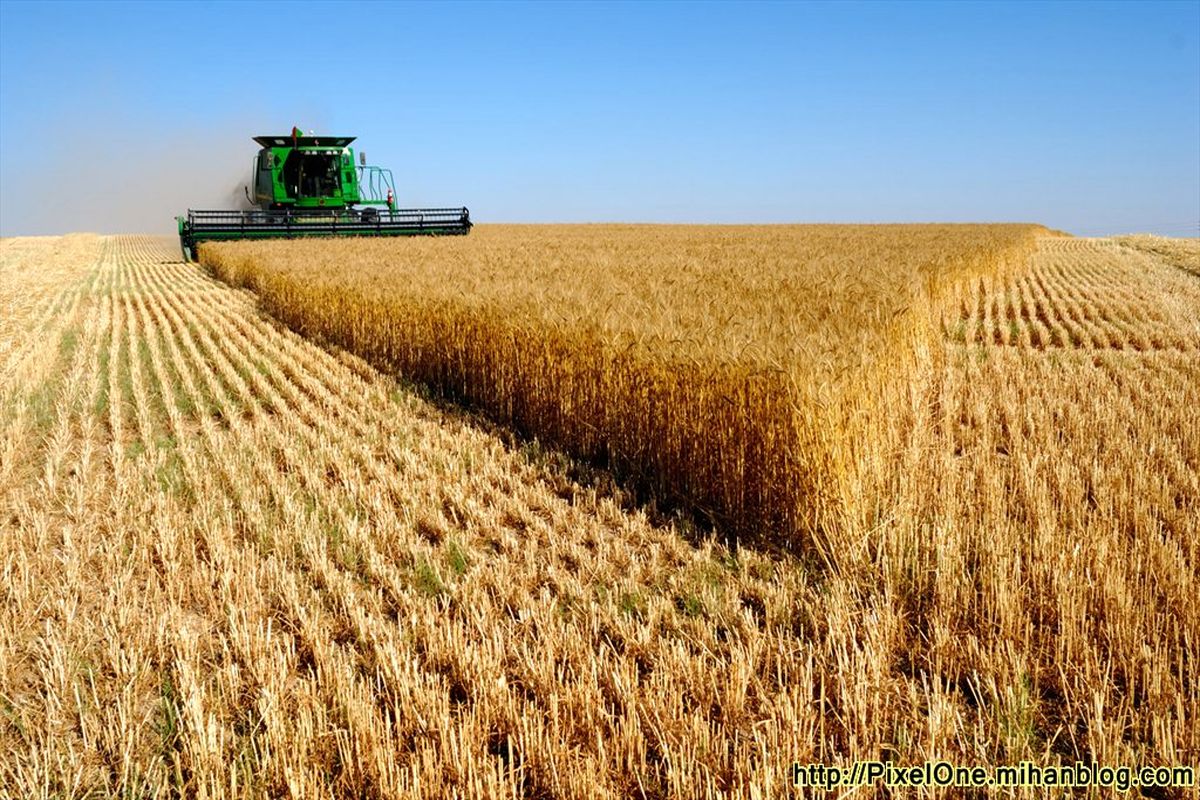 نیمی از گندم تولیدی استان بوشهر در شهرستان دشتستان برداشت می‌شود