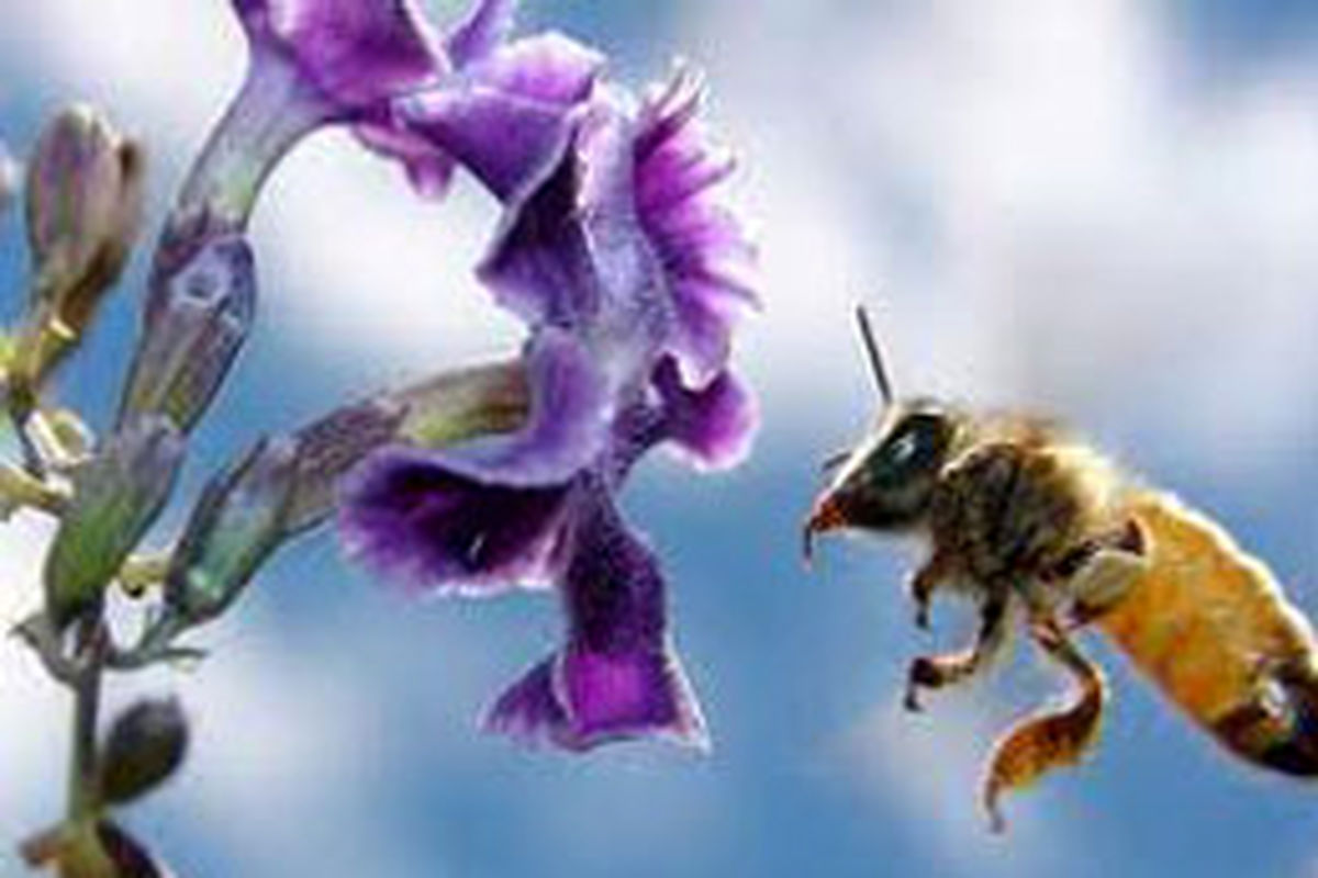 کاهش ۸۵ درصدی تعداد زنبورهای عسل دنیا