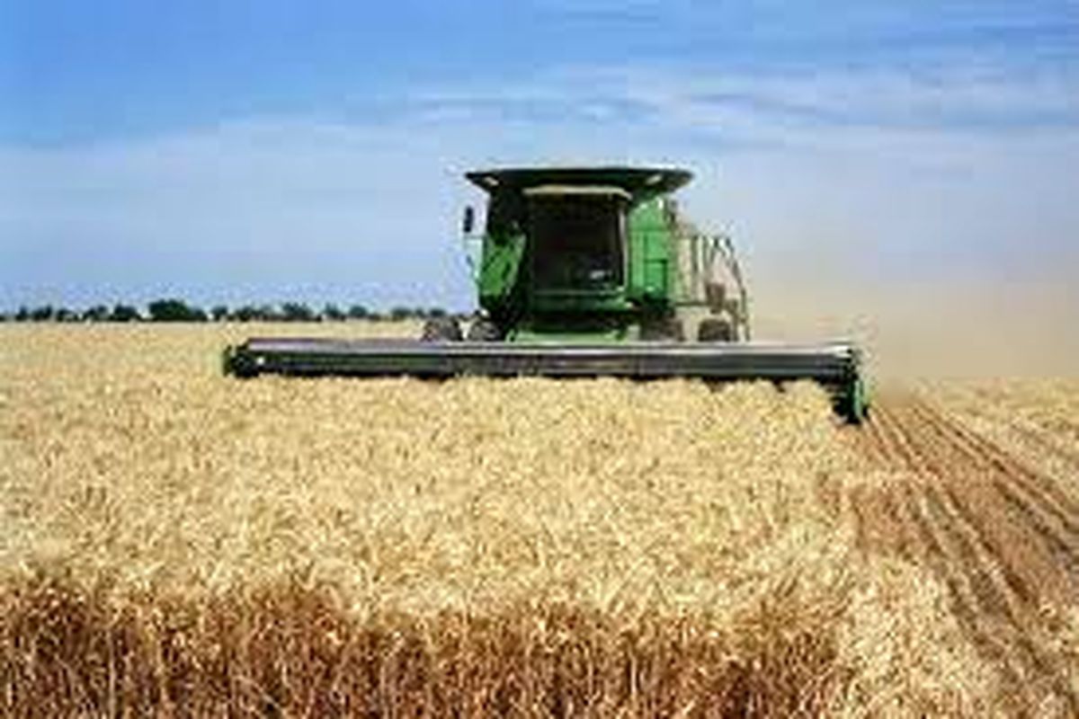 ۲۰ هزار تن گندم خراسان رضوی در بورس عرضه شد