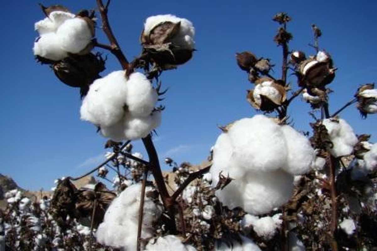 توزیع بذرگوای شده یارانه دار برای افزایش سطح زیر کشت