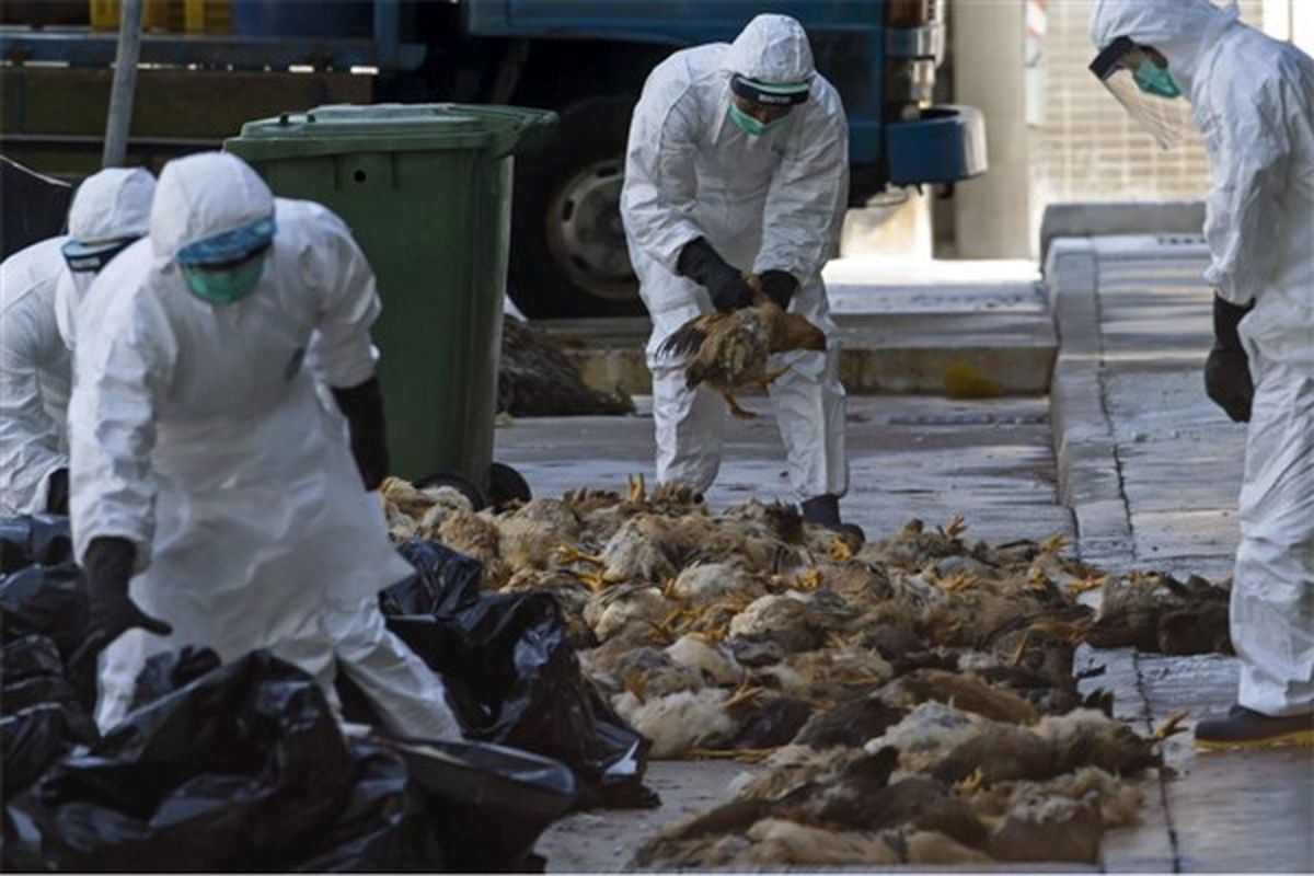 شناسایی ۶ کانون آنفلوآنزای پرندگان در کرمانشاه