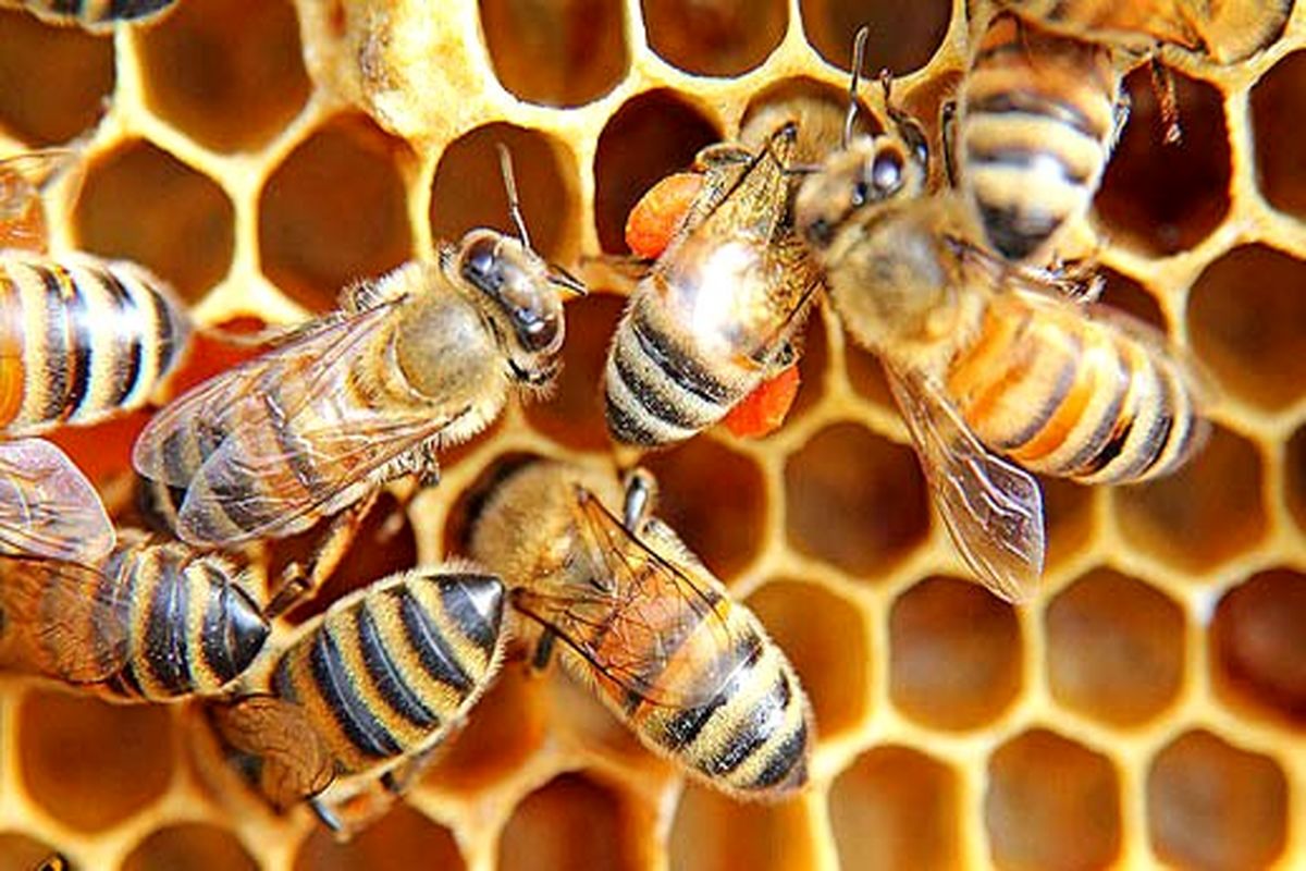تولید سالانه ۵۰۰ تن عسل مرغوب در نهاوند