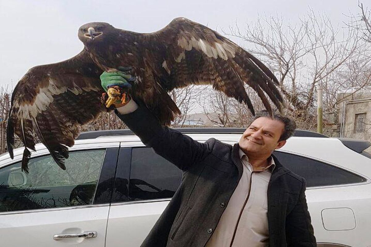 تحویل عقابی دشتی از نطنز به مسئولان پارک پردیسان تهران