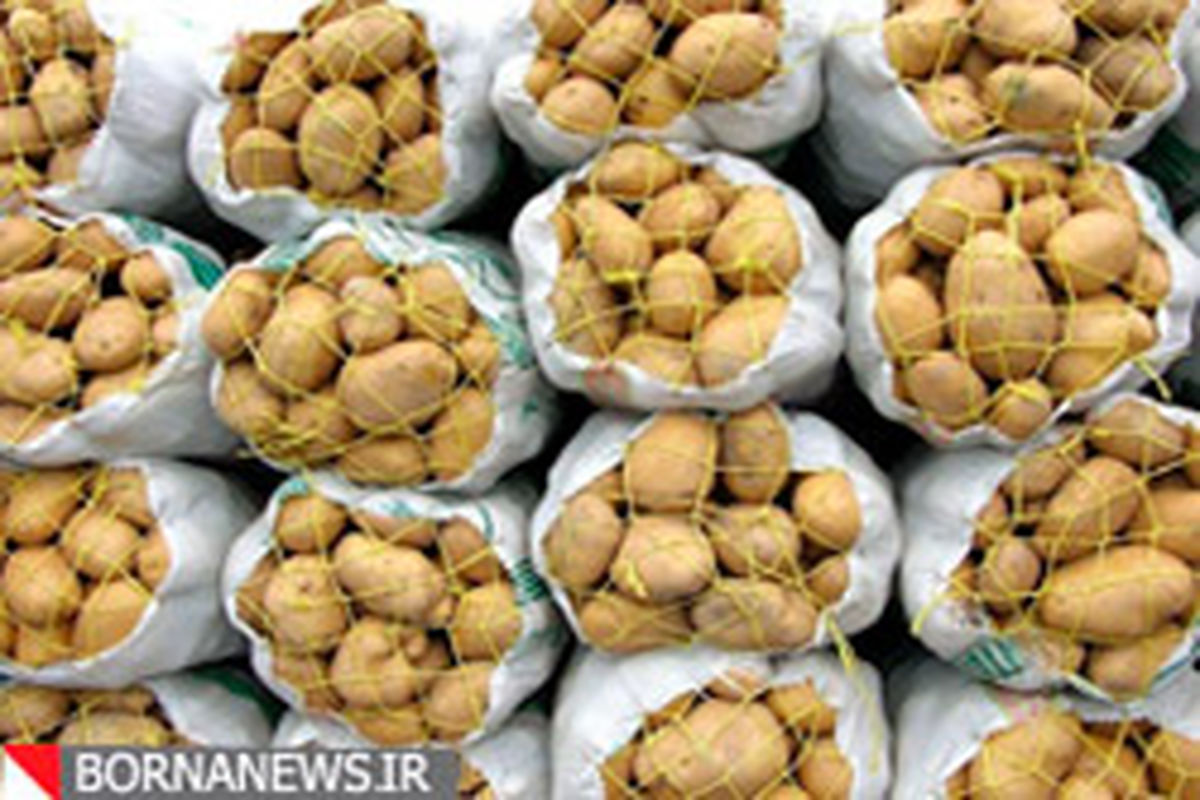 پرداخت مشوق‌های صادرات سیب‌زمینی به صادرکنندگان کرمانشاهی