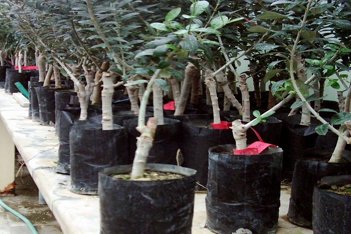 ۲میلیون اصله نهال در نهالستان های استان قزوین سالانه تولید می شود