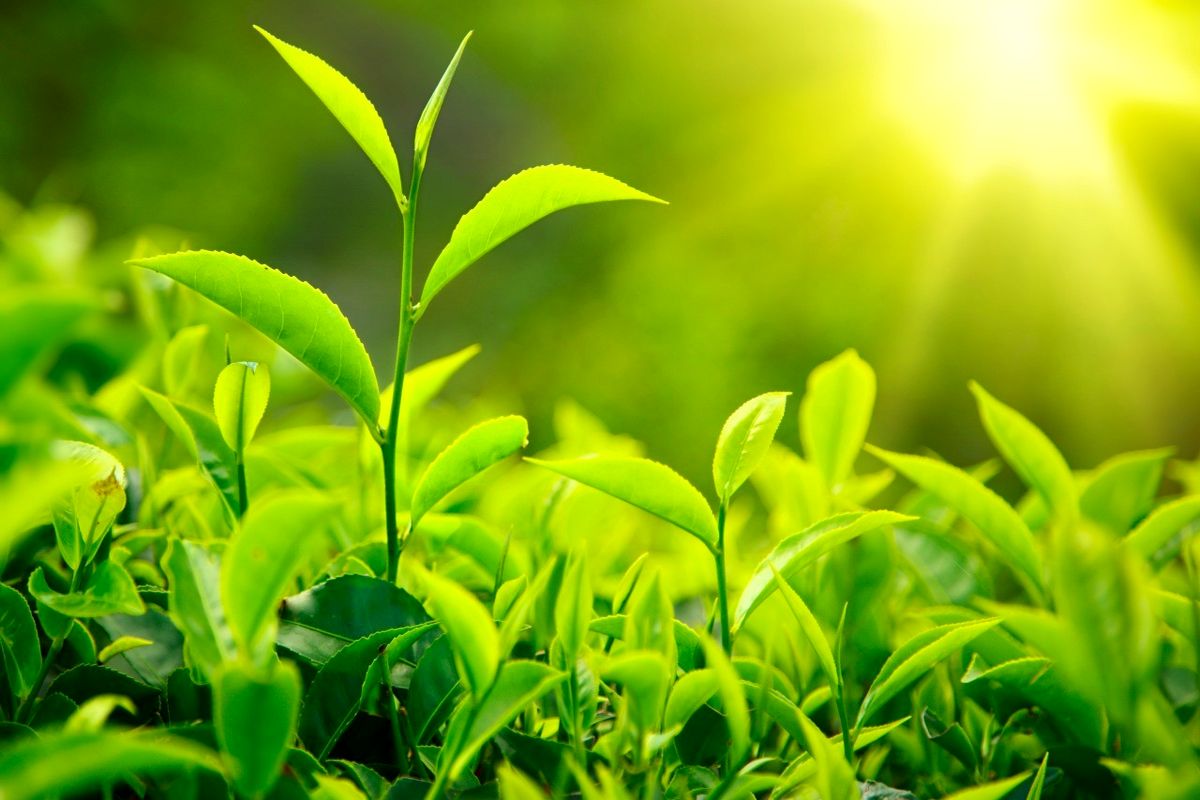 اعلام آمادگی کارخانه داران چای شمال برای خرید برگ سبزچای