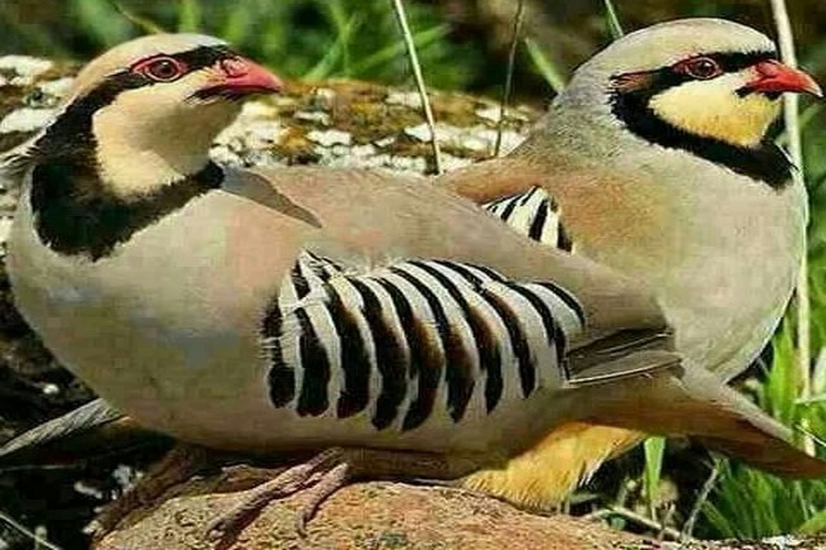 پرندگان زاگرس در مخاطره