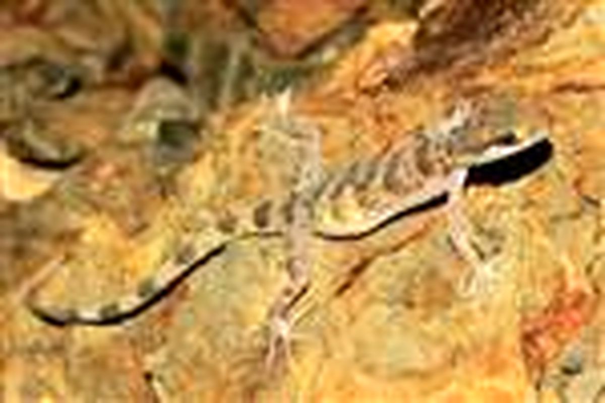 کشف جنس و گونه ای جدید از مارمولک ها در ایران ، منطقه حفاظت شده کوه هماگ دراستان هرمزگان