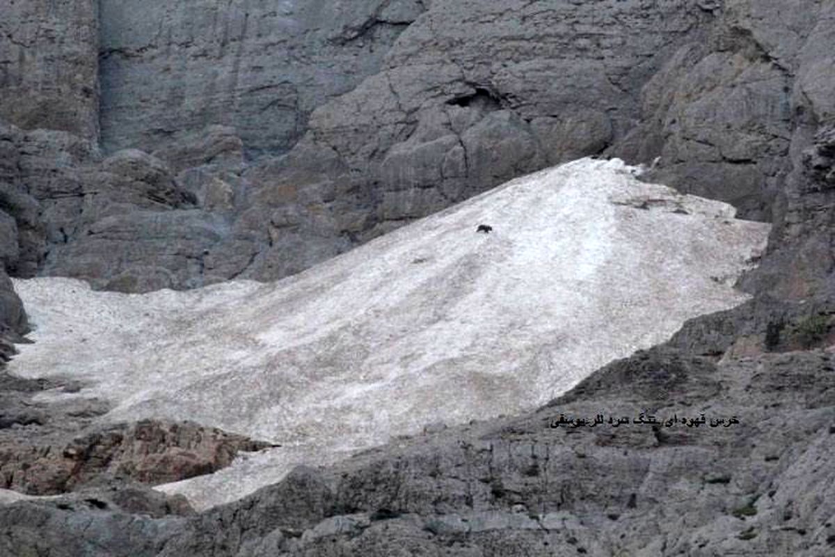 مشاهده و تصویربرداری از یک خرس قهوه ای