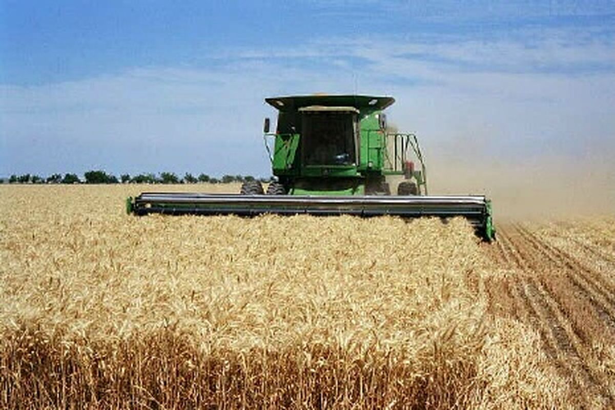 برداشت   ۳۷ هزار تن گندم در مزارع پلدختر