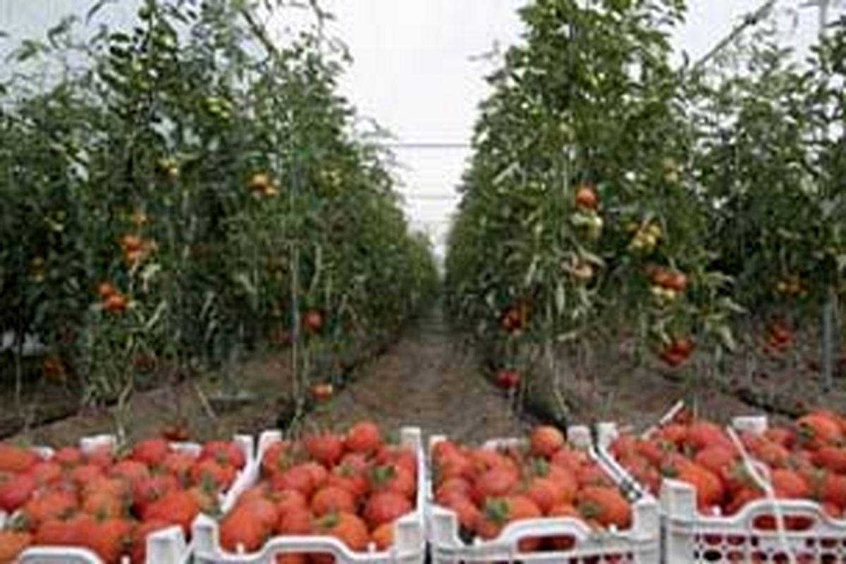 سازمان جهاد کشاورزی در بهبود اقتصاد کشاورزی ایجاد  باراندازهای کشاورزی در مناطق مختلف استان