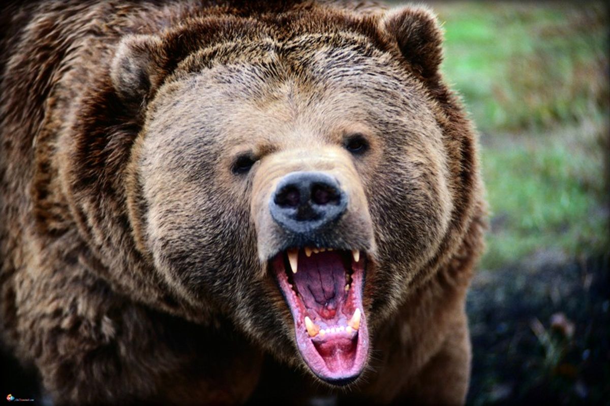 حمله خرس وحشی به جوانی در دهلران