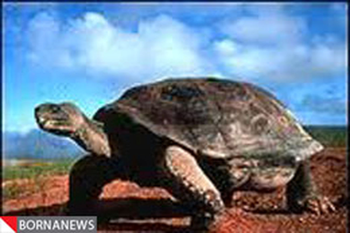 رهاسازی ۲۰ قطعه لاک‌پشت در جاجرود