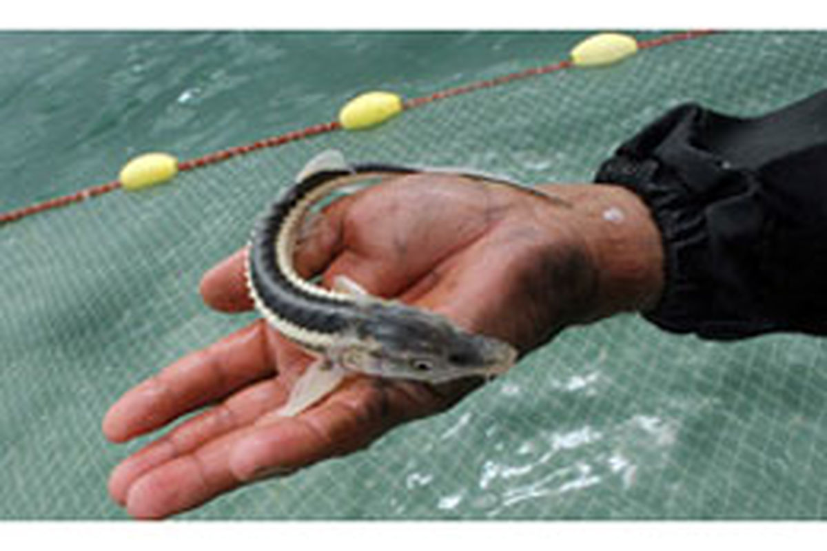 ۲۰۰ هزار قطعه بچه ماهی سفید در خلخال رهاسازی می‌شود