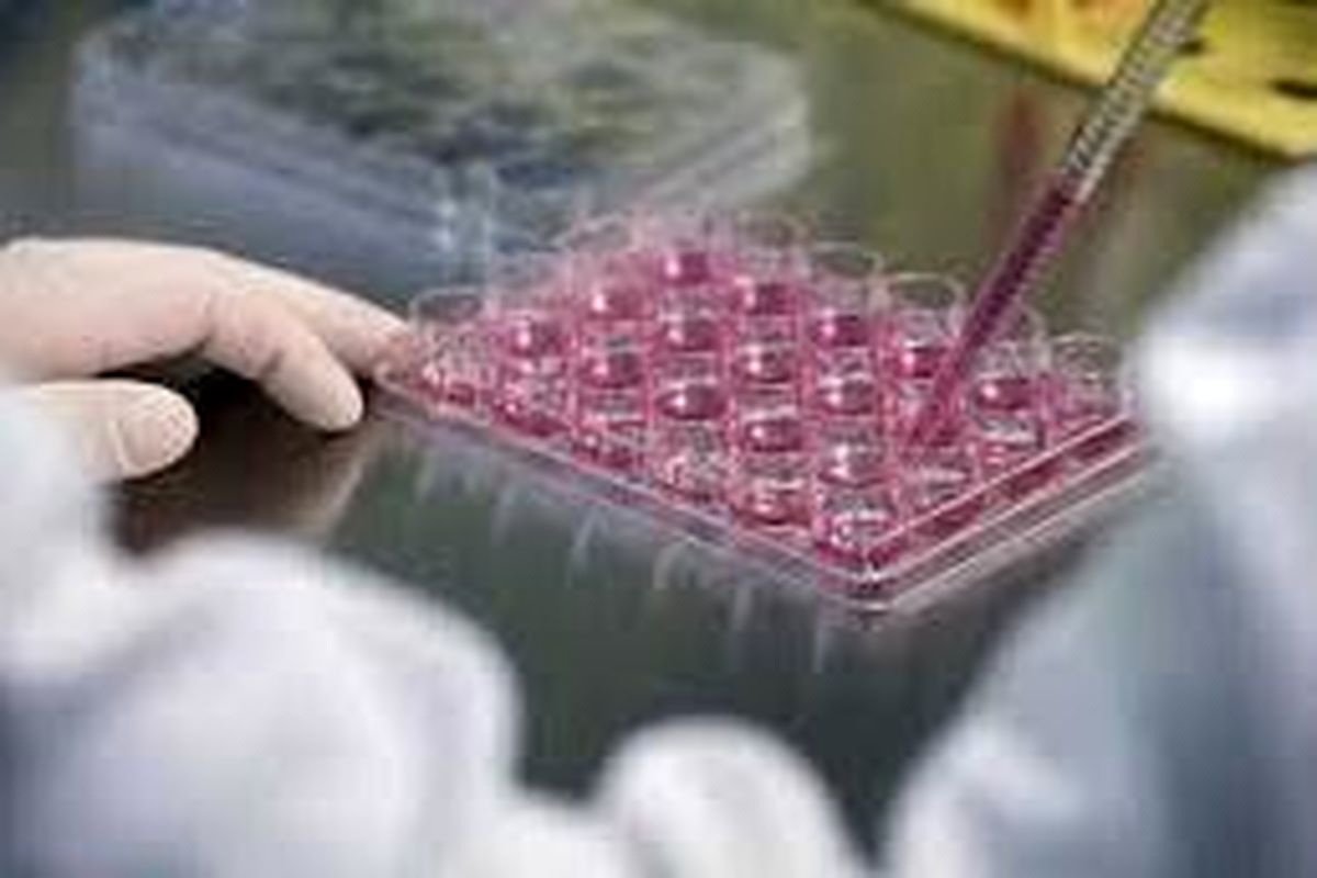 بیش از ۸۰۰ نمونه سلول های بنیادی در استان جمع آوری شده است