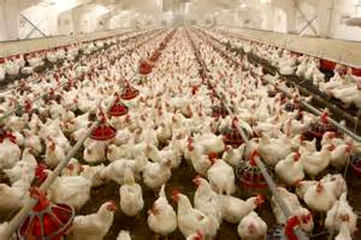 افزایش ۴ برابری صادرات مرغ از خراسان جنوبی/صادرات به سایر کشورها نیازمند دریافت کد IR
