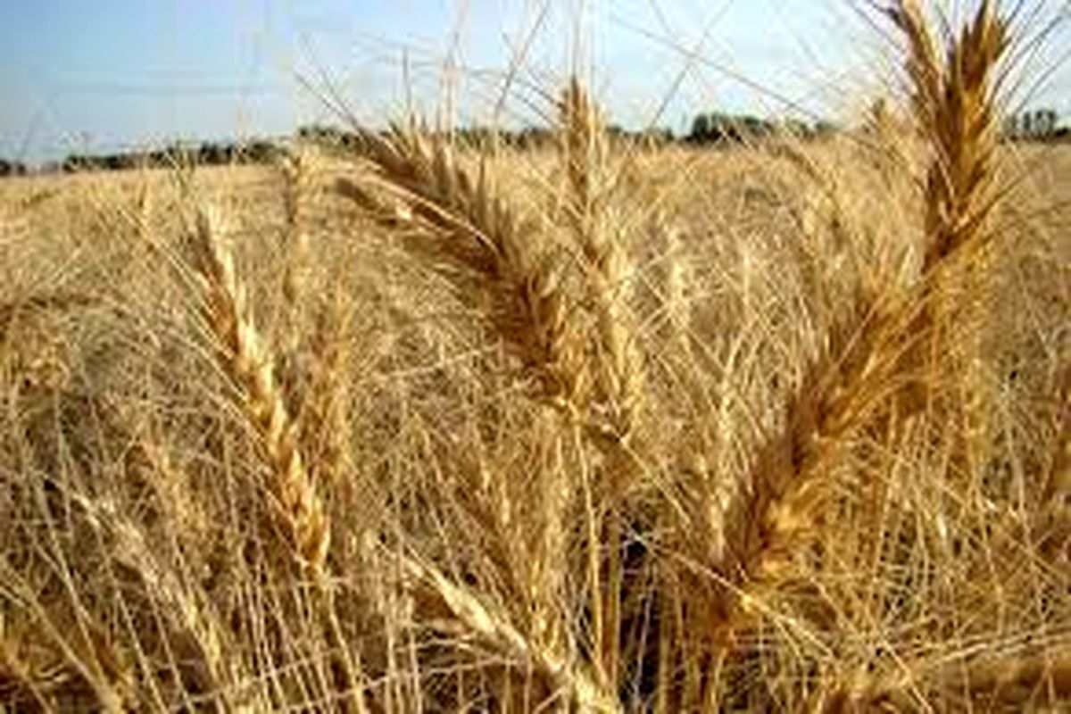 افزایش ۳۵ درصدی تولید گندم در خراسان شمالی