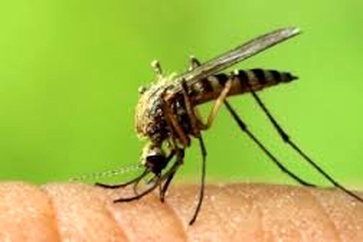 برگزاری همایش سراسری زیکا در یاسوج