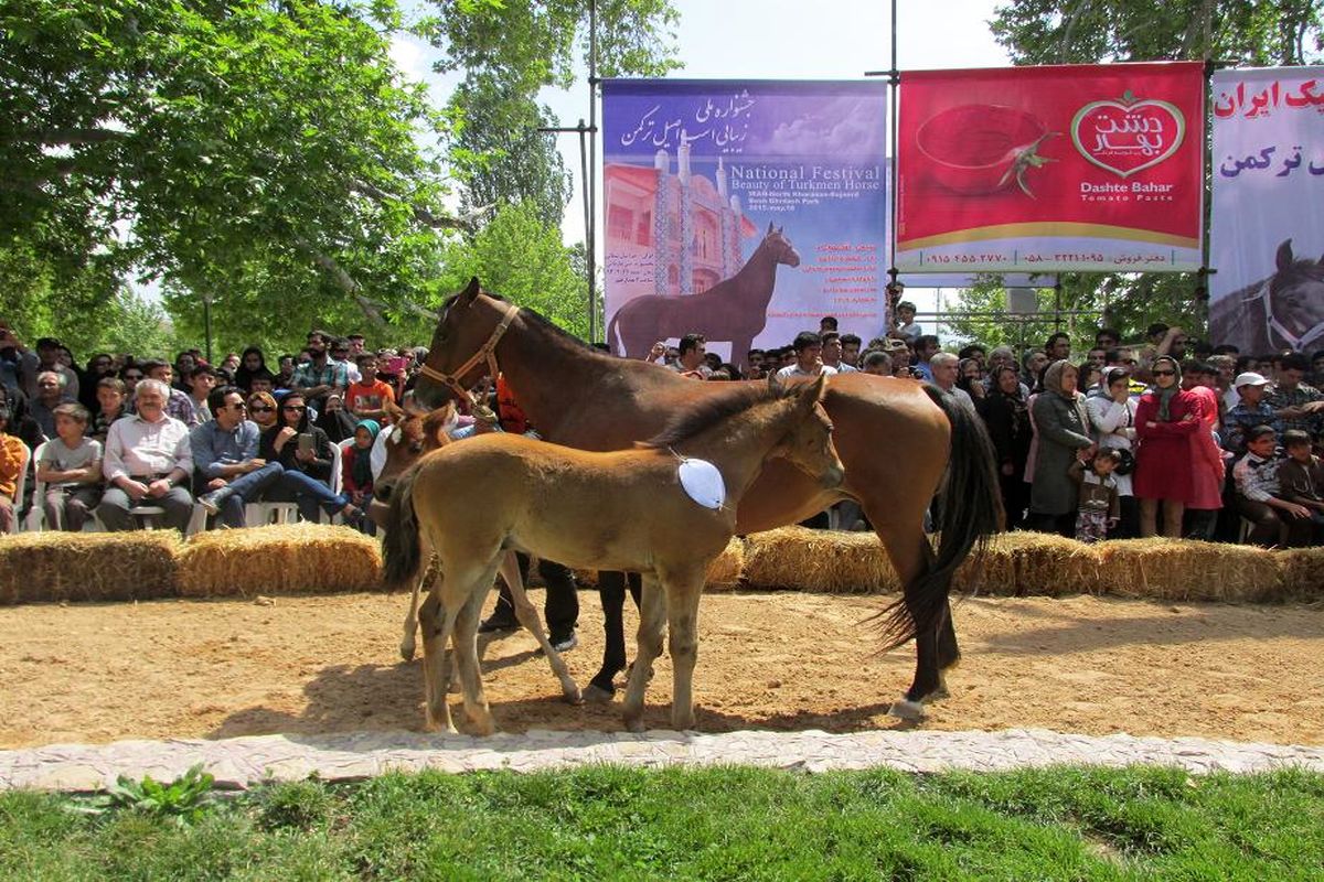 برگزاری دومین جشنواره ملی زیبایی اسب اصل ترکمن