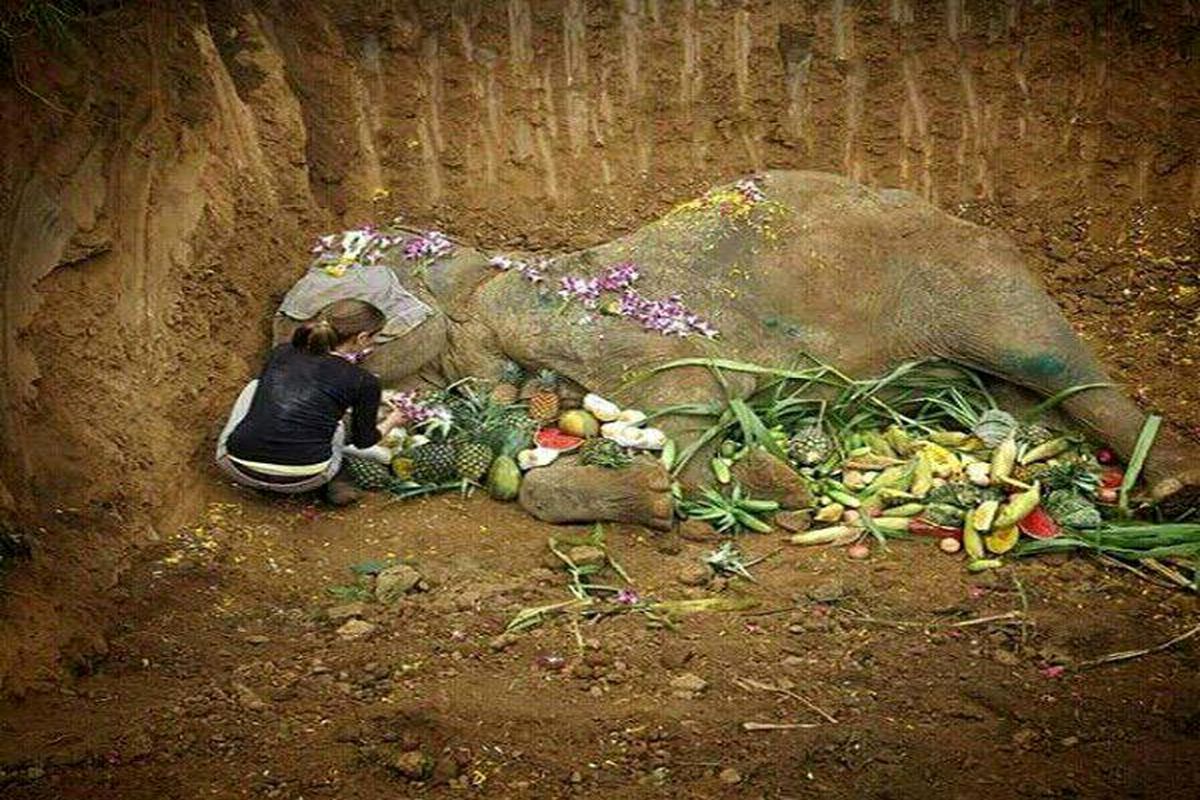 مراسم تدفین یک فیل در تایلند