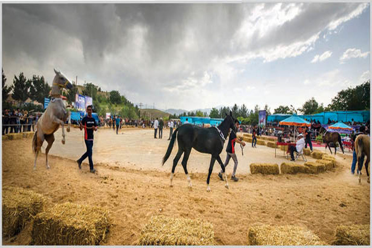 برگزاری جشنواره زیبایی اسب اصیل ترکمن در شهرستان راز و جرگلان/ آغاز مسابقات والیبال جام رمضان