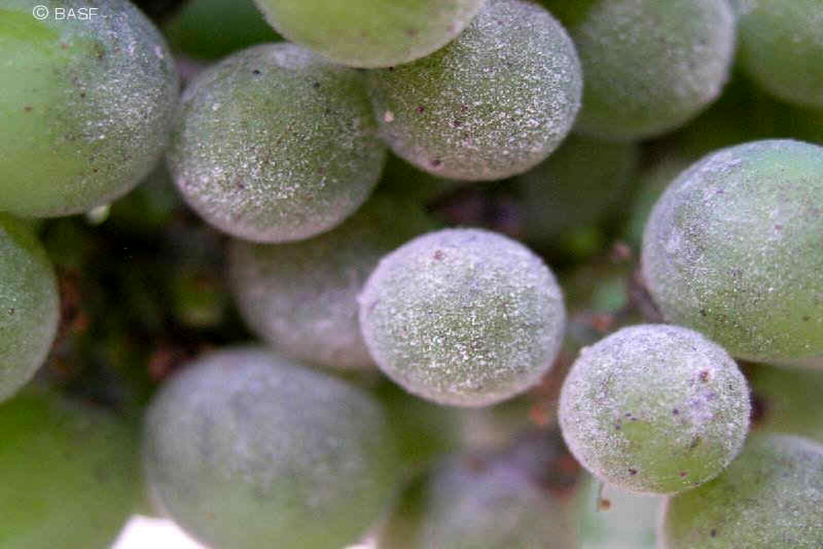 سفیدک انگور به تاکستان های خراسان شمالی ۸۱ میلیارد تومان خسارت وارد کرد