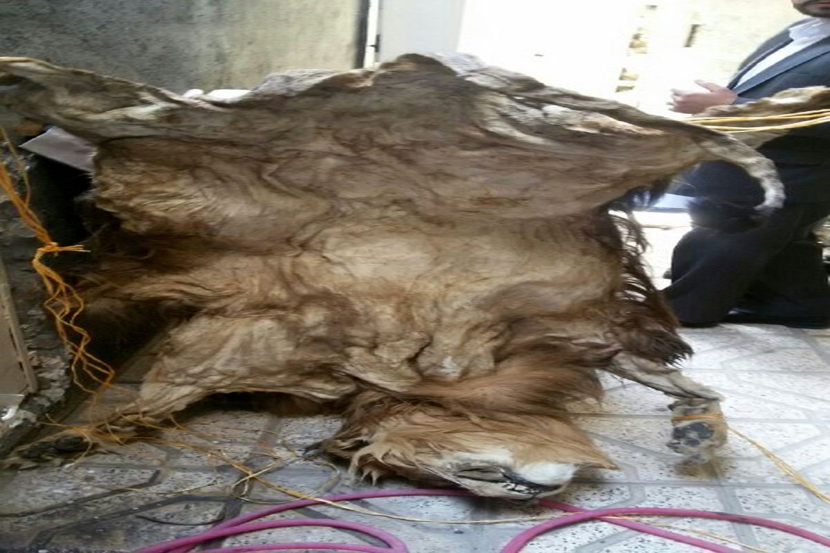 کشف یک قطعه پوست شیر به تازگی سلاخی شده در منزل مسکونی