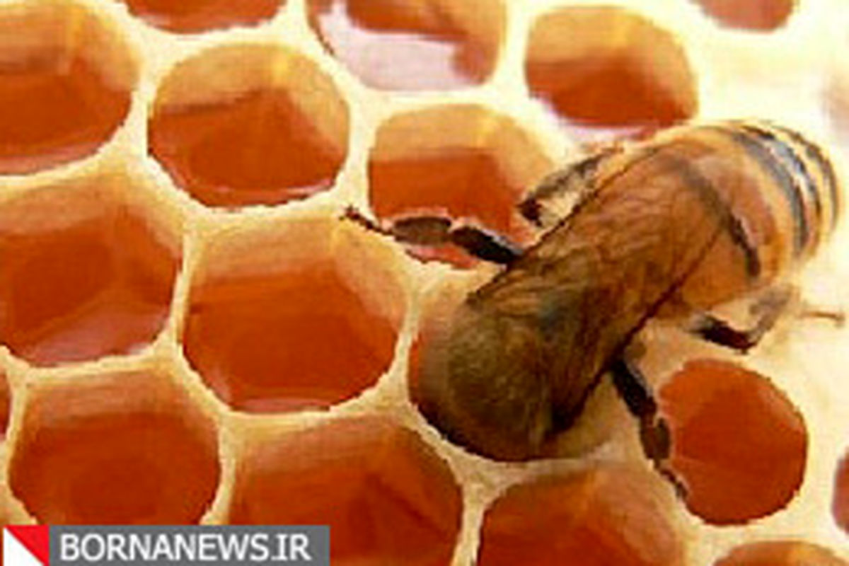 اردبیل ۸ درصد عسل کشور را تولید می کند