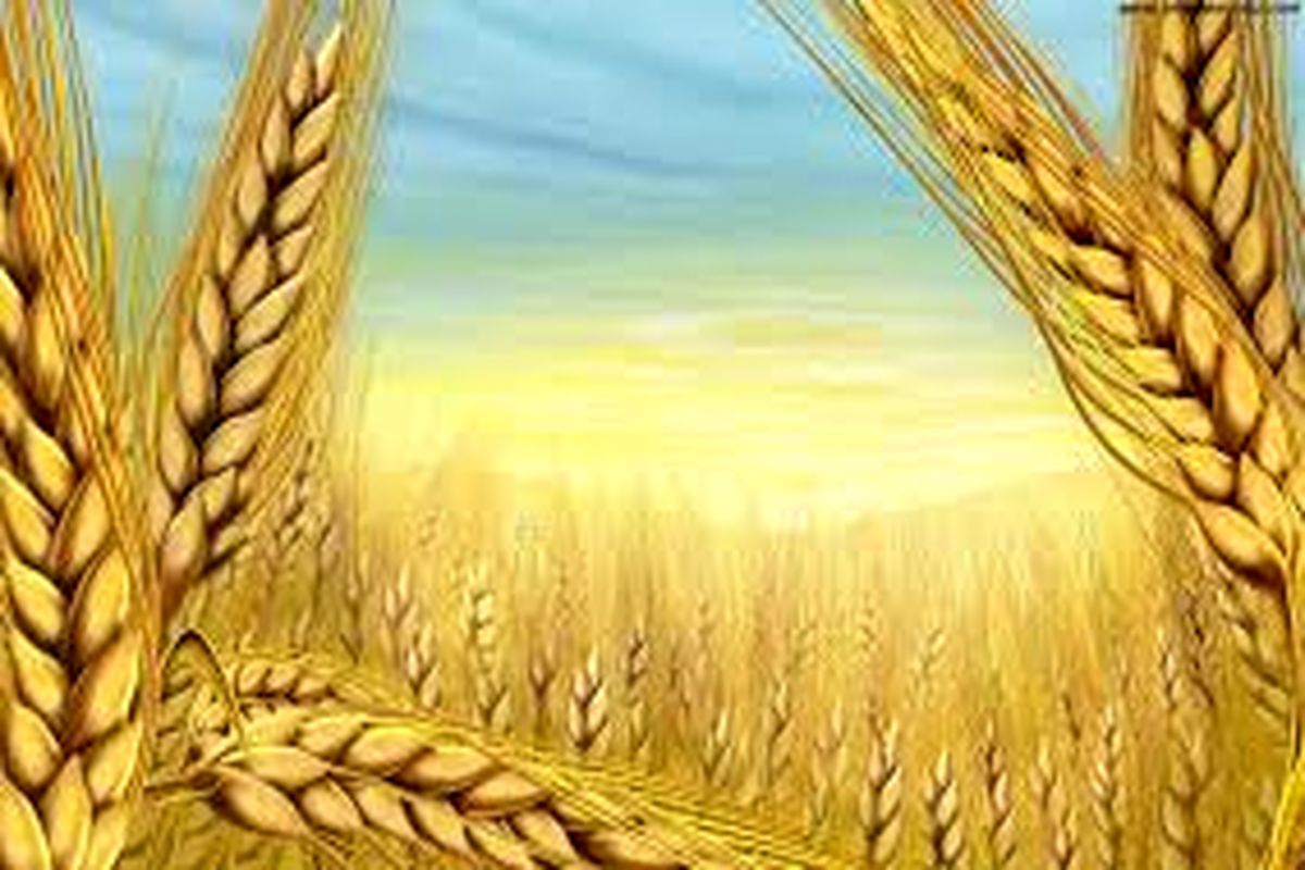 کاهش۵۰ درصدی تولید گندم در آیسک