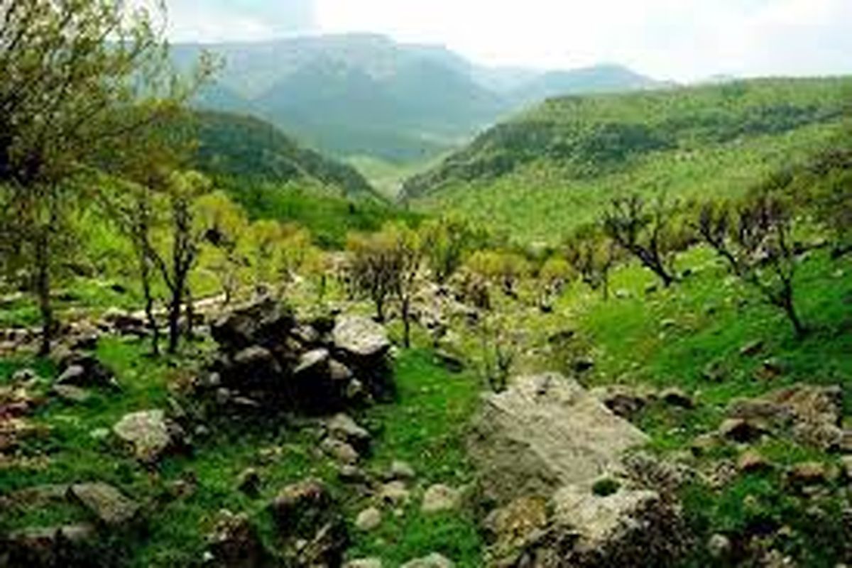جنگل‌های بلوط کردستان؛ نیازمند حفاظت‌ و مراقبت