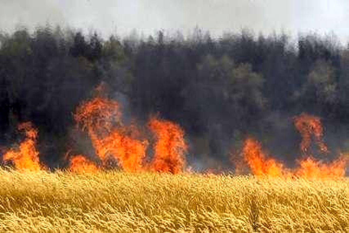 وقتی یک  کمباین عامل آتش سوزی ۶۰ هکتار زمین کشاورزی در سلسله می شود