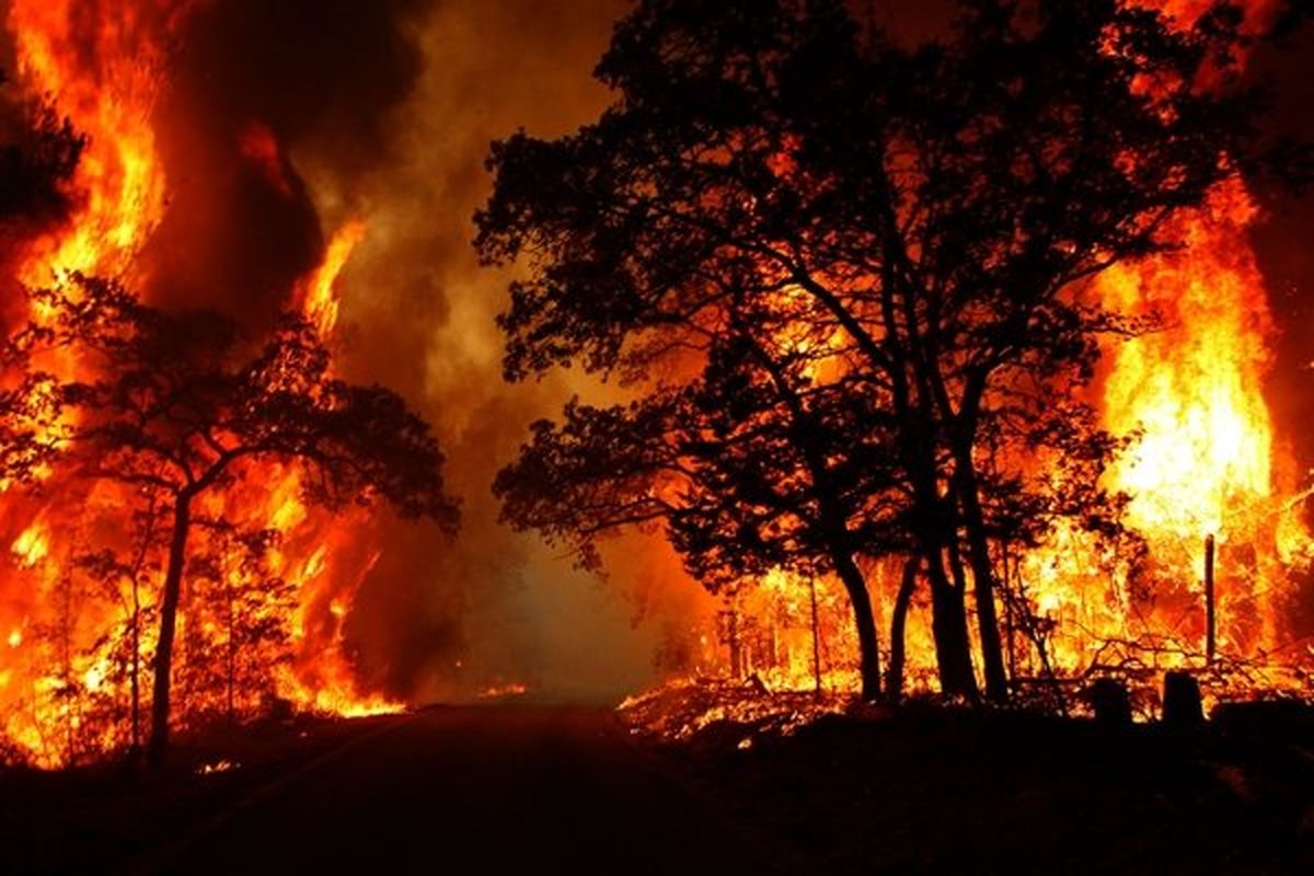 آتش سوزی در سطح جنگل های استان ایلام کاهش یافته است