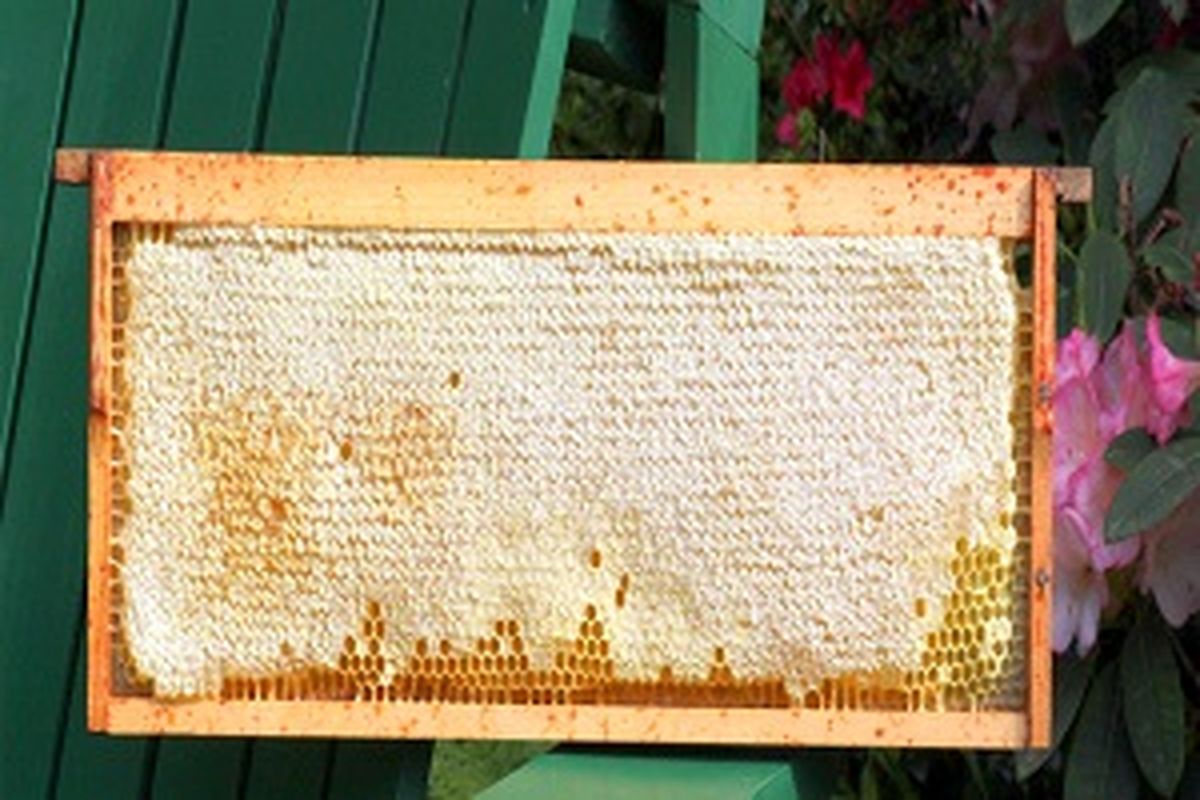 اصلاح رمکه عسل در اردبیل