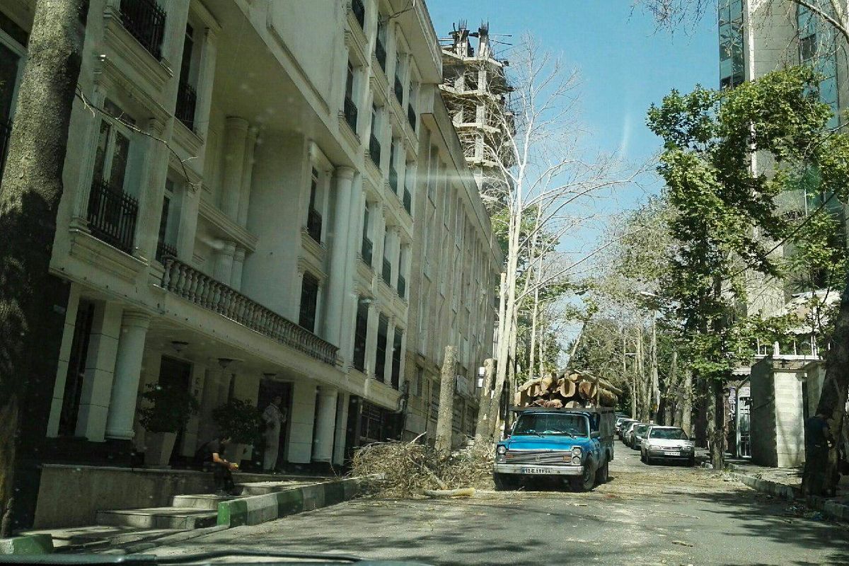 قطع درختان ولیعصر و محله جردن به دلیل خطر آفرینی این درختان است