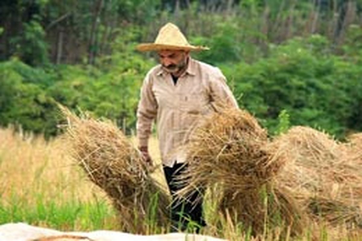 ٢١٩میلیارد و٢٠٨میلیون ریال سرمایه صندوق کشاورزی گلستان