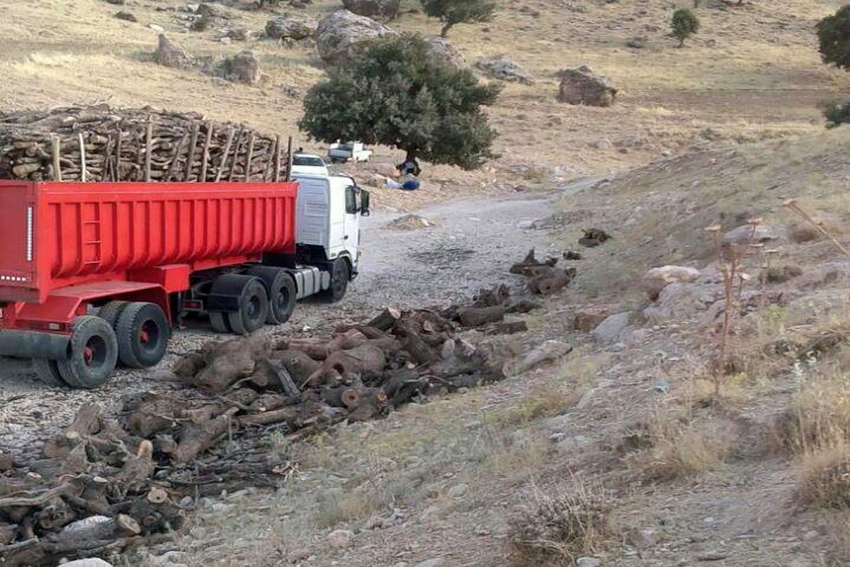 ماجرای قطع و انتقال درختان جنگلی استان چیست؟
