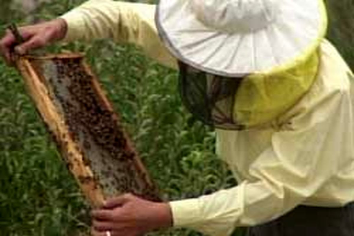 افزایش ۲ برابری تولید عسل در شهرستان خلخال