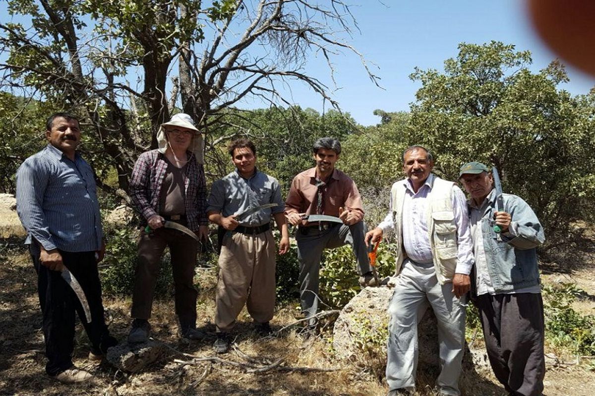 پاک‌سازی ۱۷ هکتار از درختان بلوط آلوده به لورانتوس /«مخور» در حال خوردن بلوط‌های «شلم»