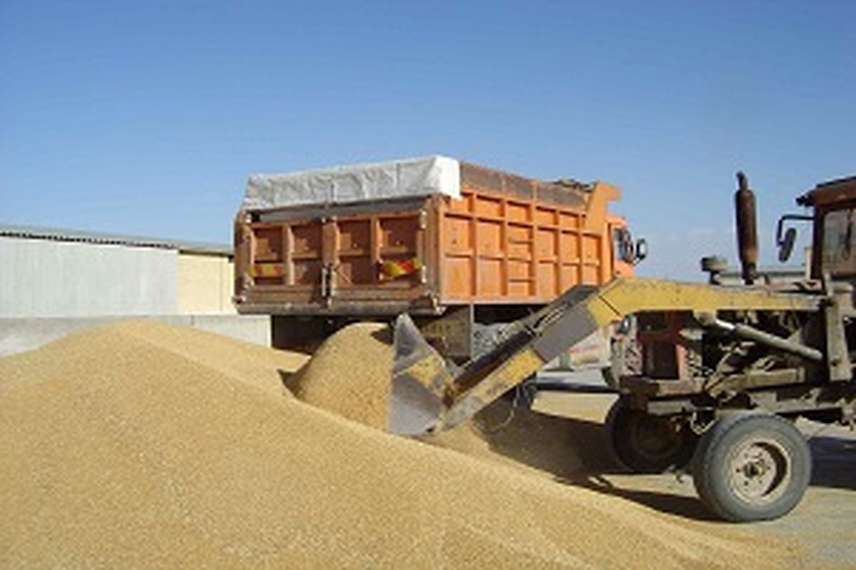 خرید ۴۳ هزار تن گندم مازاد بر نیاز کشاورزان