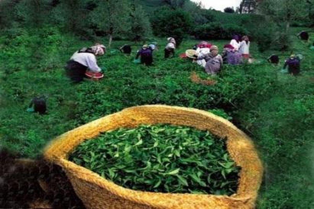 مصوبه دولت درباره مزایده فروش چای‌های سنواتی