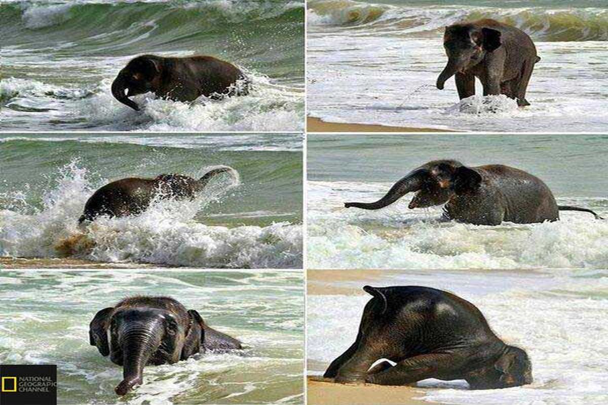 واکنش یک بچه فیل زمانی‌که برای اولین بار دریا را می‌بیند